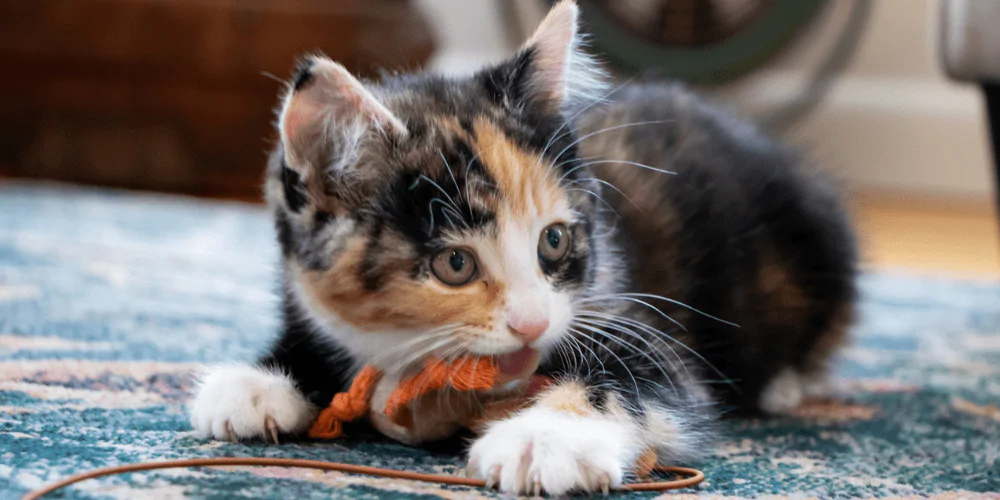 A picture of a black, white and ginger kitten chewing a cat toy