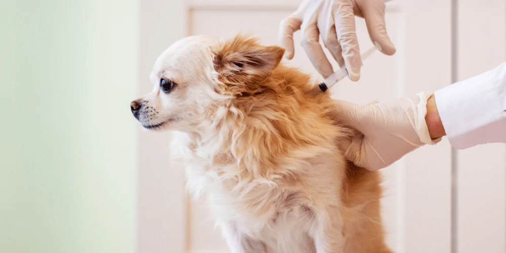 A picture of a Chihuahua being given an injection