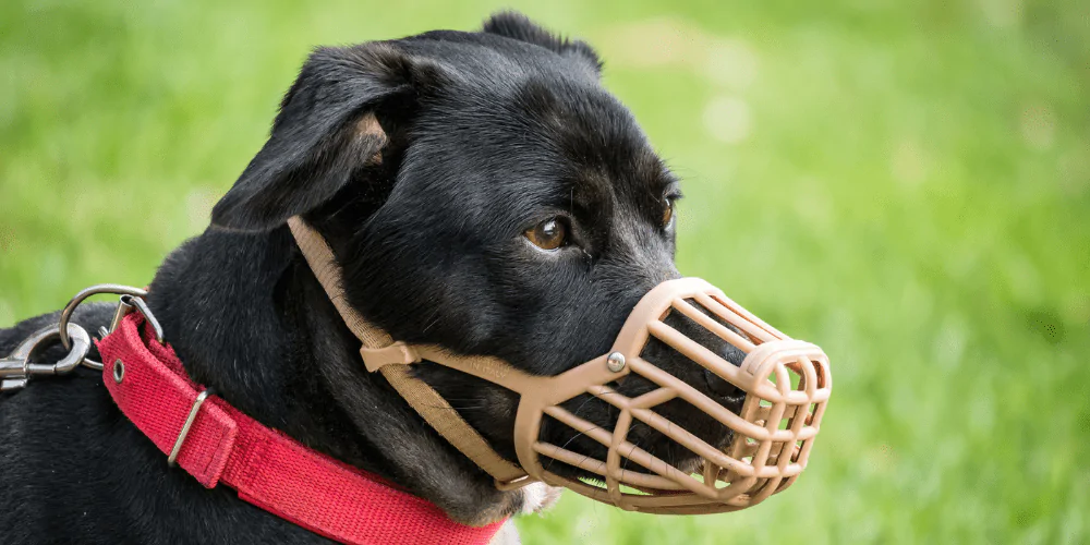 A picture of a mixed breed dog wearing a plastic basket muzzle