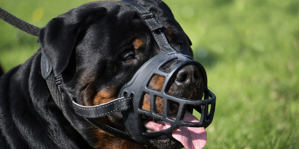 A picture of a Rottweiler wearing a basket muzzle