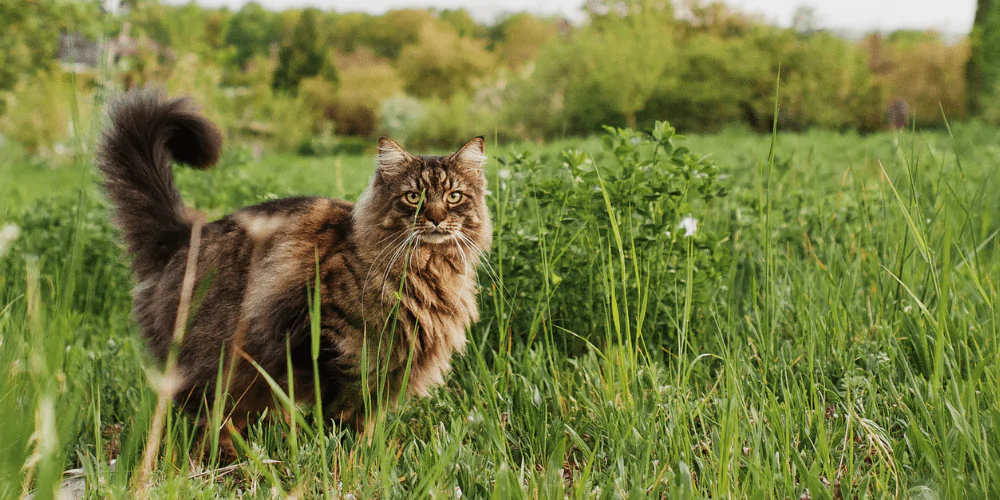 A picture of a long haired cat exploring a local field