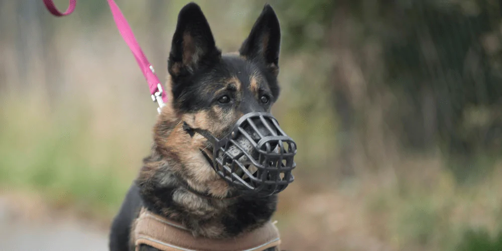 A picture of a German Shepherd wearing a basket muzzle