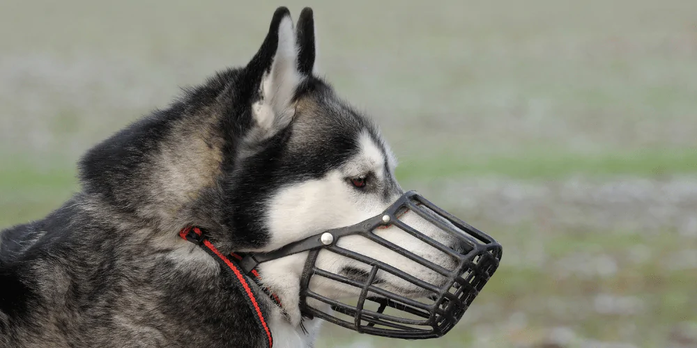 A picture of a Husky wearing a basket muzzle
