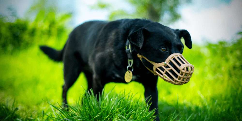 A picture of a black mixed breed dog wearing a basket muzzle