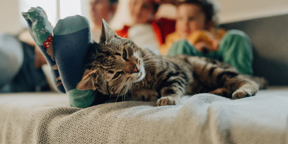 A picture of a tabby cat lying on the sofa with their family