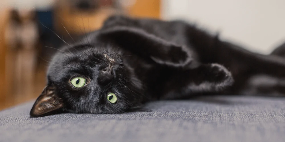 A picture of a black cat lying upside down