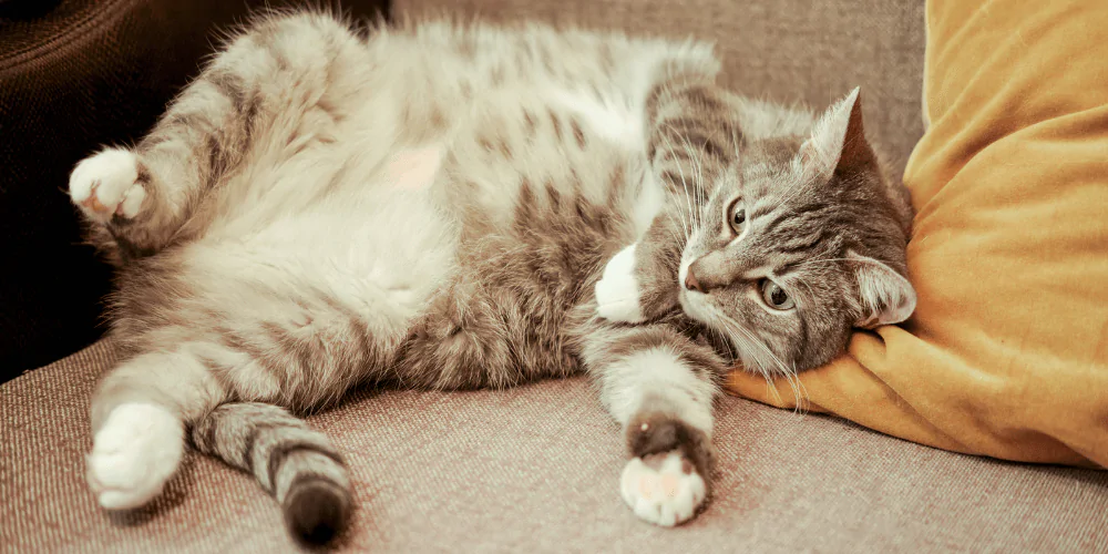 A picture of a pregnant tabby cat lying on a sofa showing her belly