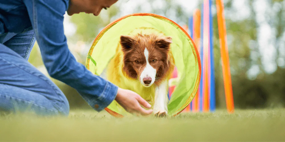 A picture of a Collie running through an agility tunnel
