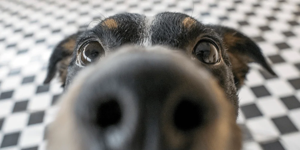 A picture of a mixed breed dog with their nose close to the camera