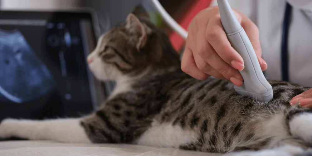 A picture of a pregnant tabby cat having an ultrasound