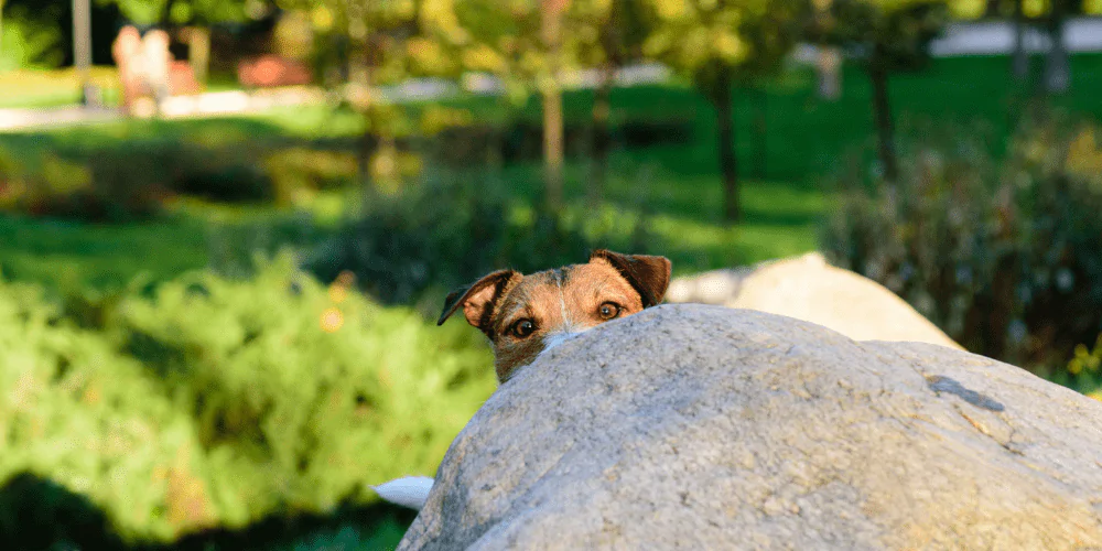 A picture of a Jack Russell hiding behind a rock