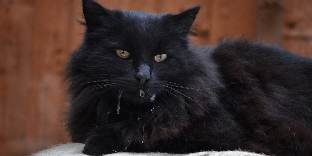 A picture of a drooling fluffy black cat