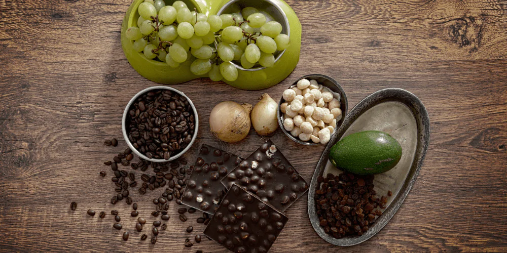 A picture of toxic foods for dogs including grapes, coffee, onions, and chocolate