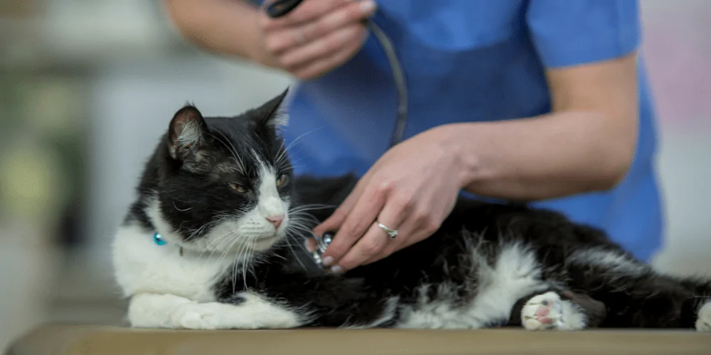 A picture of a Tuxedo cat being checked by a vet