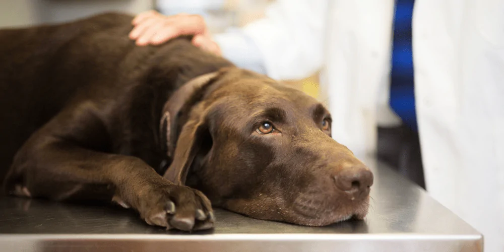 A picture of a Labrador lying on a vet table