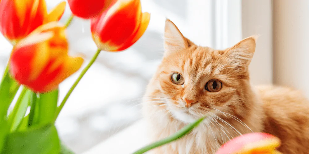 A picture of a ginger cat near tulips