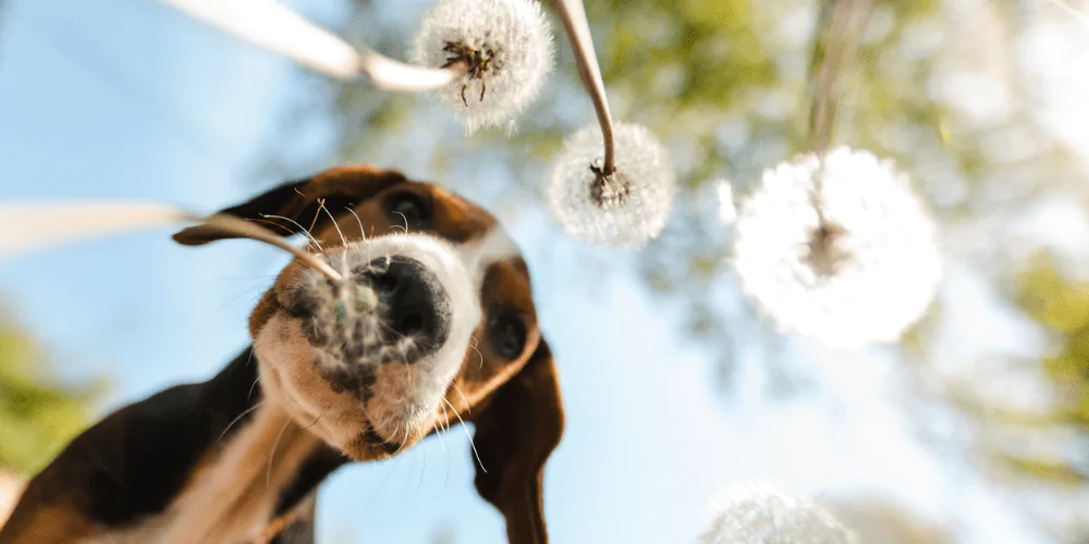 A picture of a Beagle smelling a dandelion
